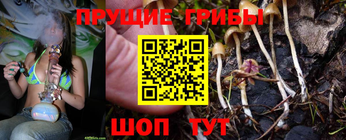 Псилоцибиновые грибы мицелий Баксан